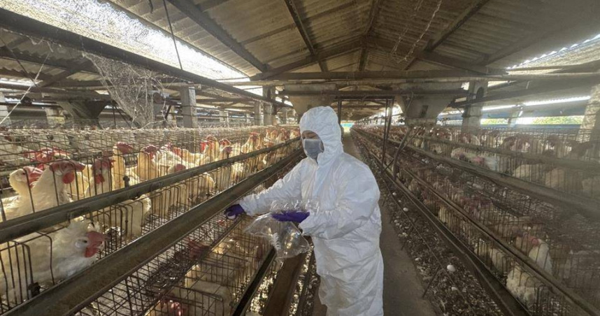 彰化蛋雞場芬普尼全面採樣監測啟動 第一梯15場高風險場「均未檢出」