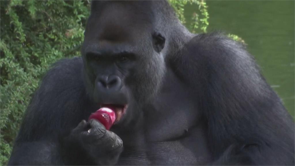 柏林動物園抗暑大作戰　特製蔬果冰棒大猩猩狂嗑