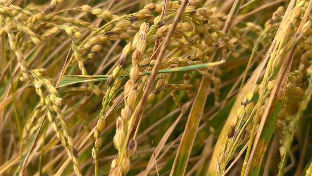 快新聞／氣候異常農民稻作減產　農業部「水稻險」理賠金額出爐