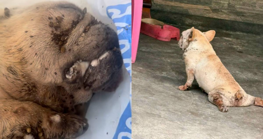 法鬥滿身壁蝨陳屍雨中！　飼主喊冤「沒虐待」：常忘記牠在外面