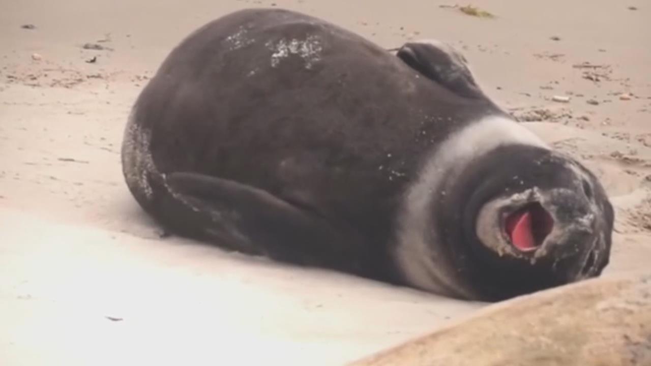 象鼻海豹海灘生產　海豹寶寶圓滾滾模樣擄獲人心...烏拉圭第一隻幼崽！