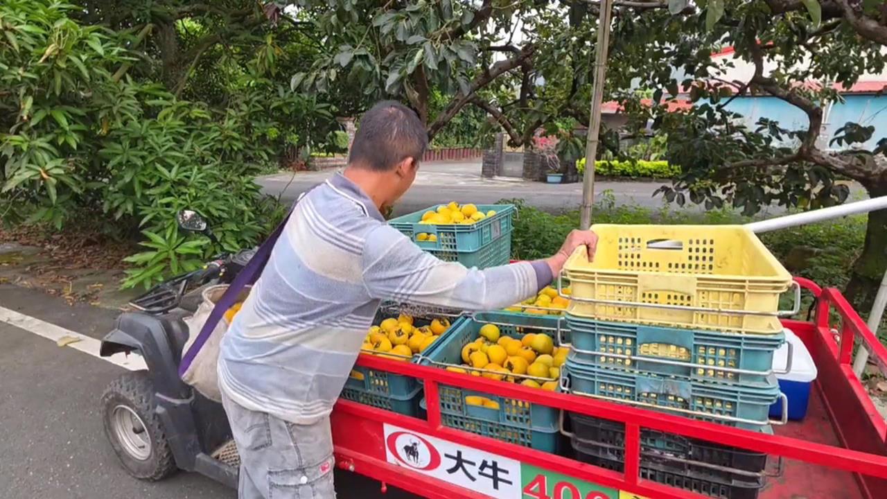 罕見11月颱！鳳凰進逼　農民好緊張　果農套袋備戰　稻農搶收寧低賣不願泡湯