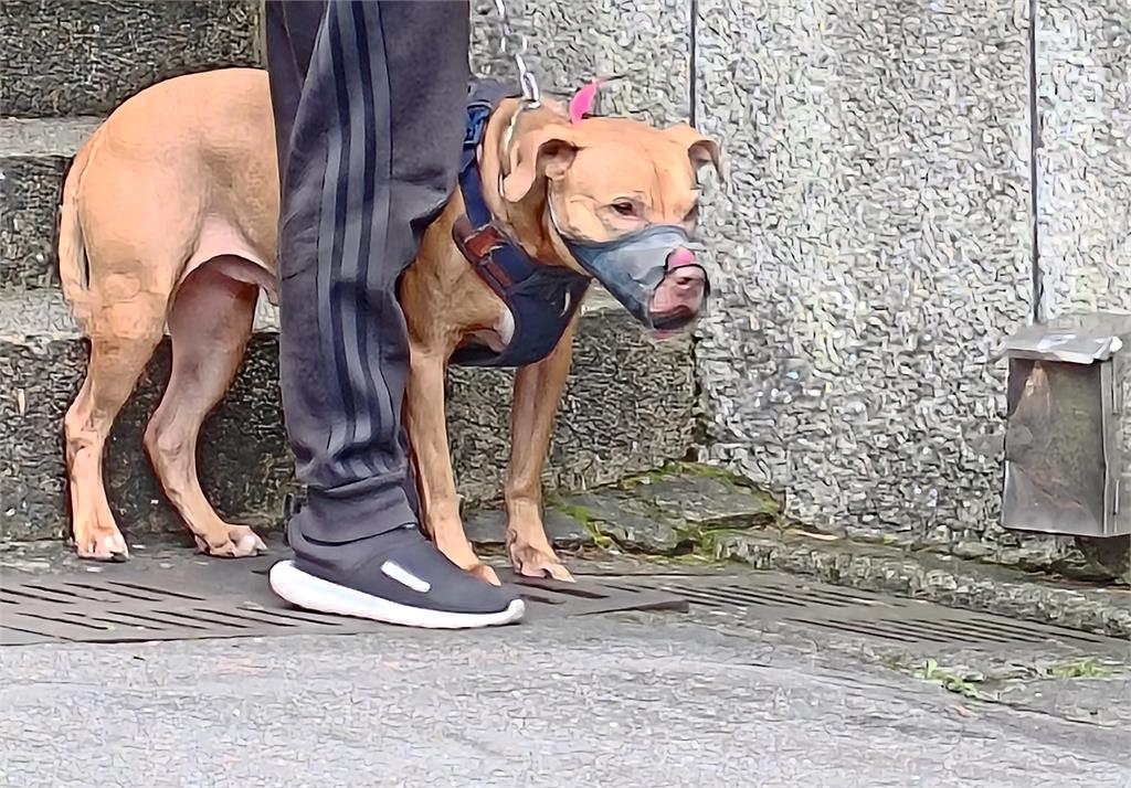 快新聞／比特犬二度傷人「暫不安樂死」　北市動保處：評估開放認養