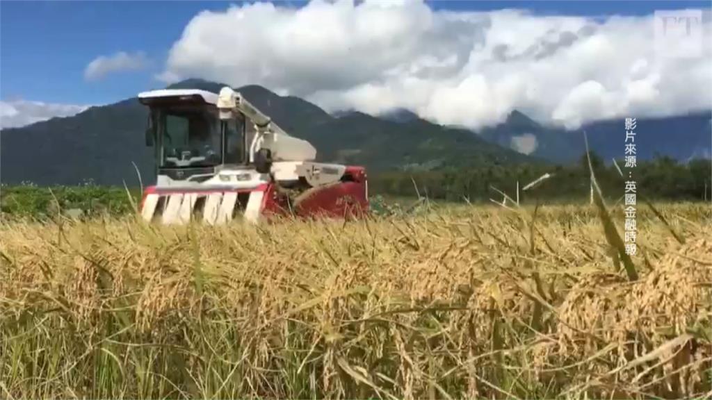 台東青農創新種稻術 英國金融時報派人採訪