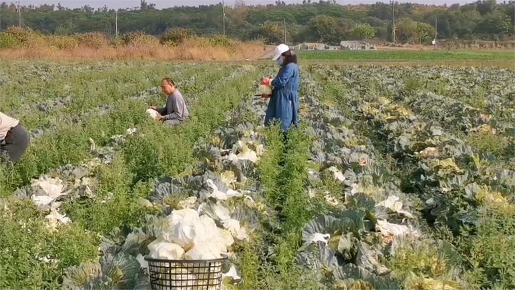 批發價慘剩8元！立委發放1萬台斤高麗菜助農民　嘉義高麗菜田自採1顆5元帶回家
