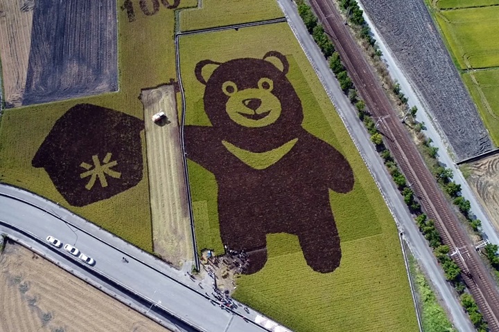 「台灣黑熊」來代言 「花蓮23號」米成熟收割