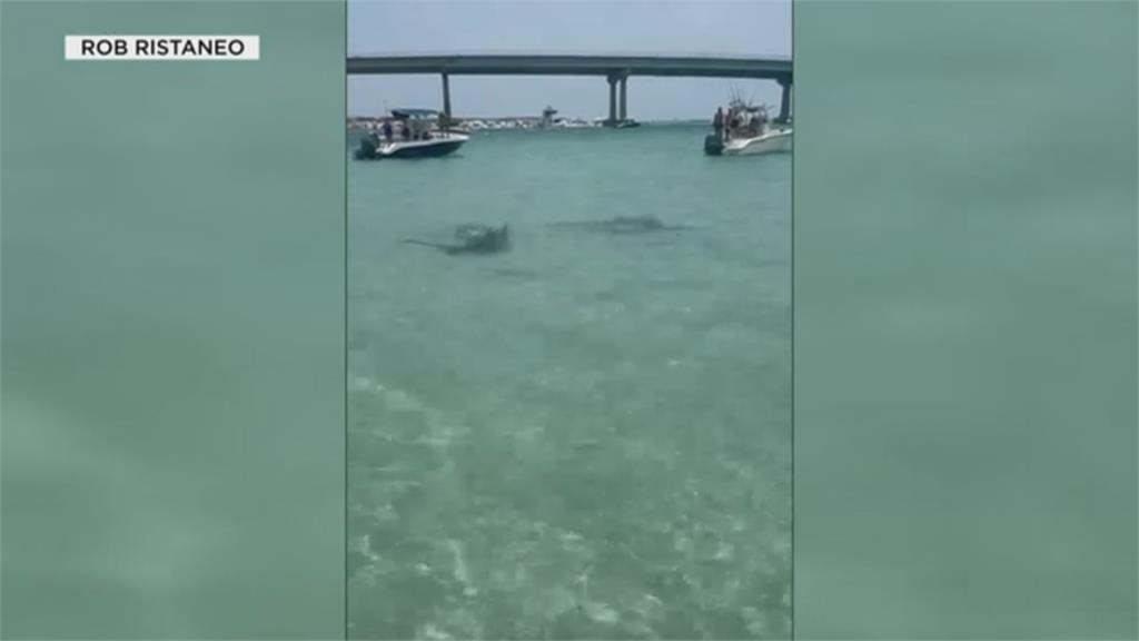 美國海岸一次來8隻雙髻鯊　遊客嚇壞急跳上船