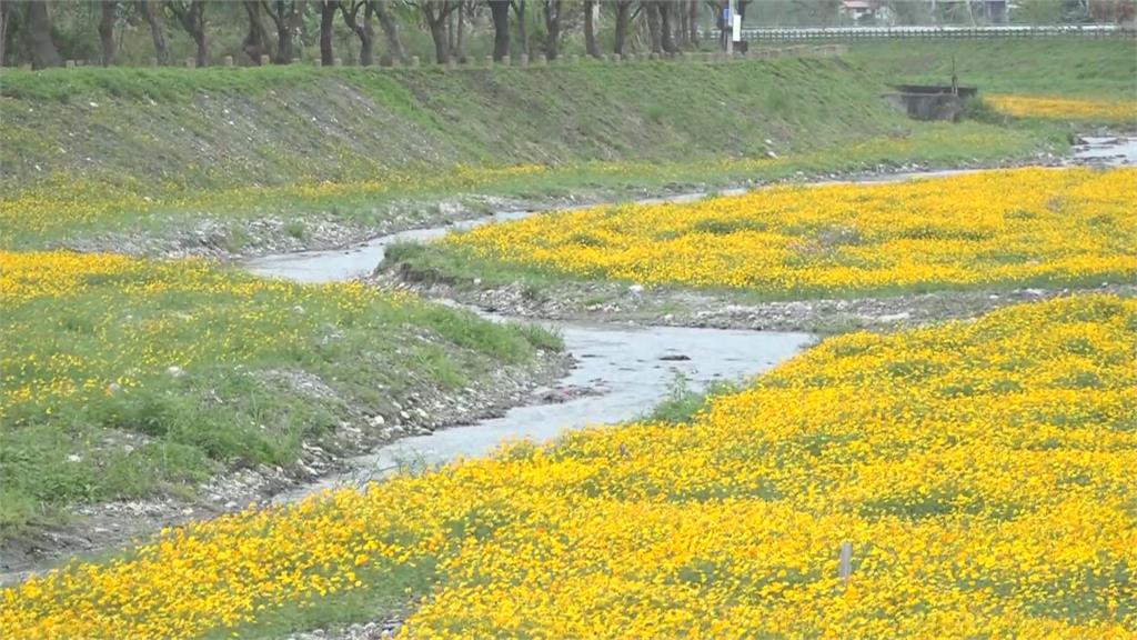 鳳林溪畔種大片黃色波斯菊 金黃花海超吸睛