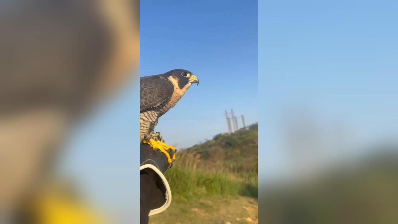 俯衝時速破300公里！　飼主PO文協尋一級保育類「遊隼」