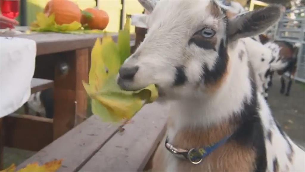 不只人類慶祝感恩節 動物園準備精緻特餐送給動物群