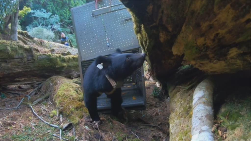 動物版「湯姆克魯斯」 錦屏母熊今野放重回山林