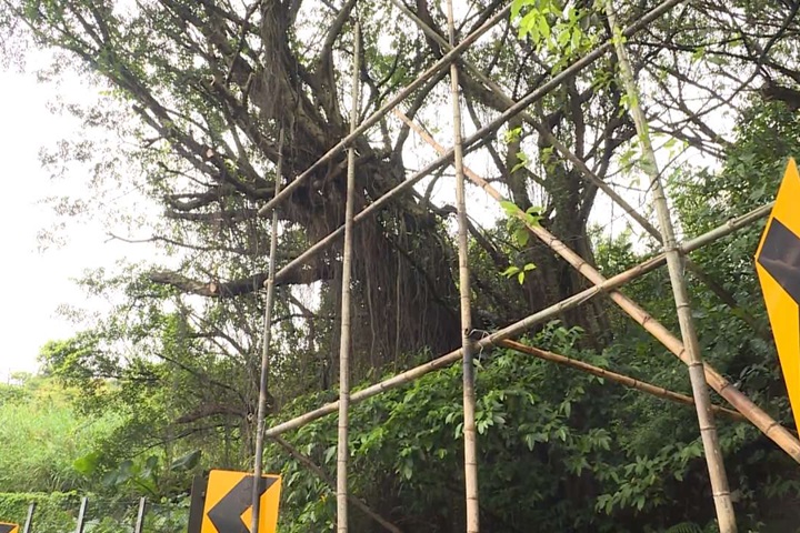 基隆競選看板違法亂搭 砍路樹、堵排水孔惹怒民眾   