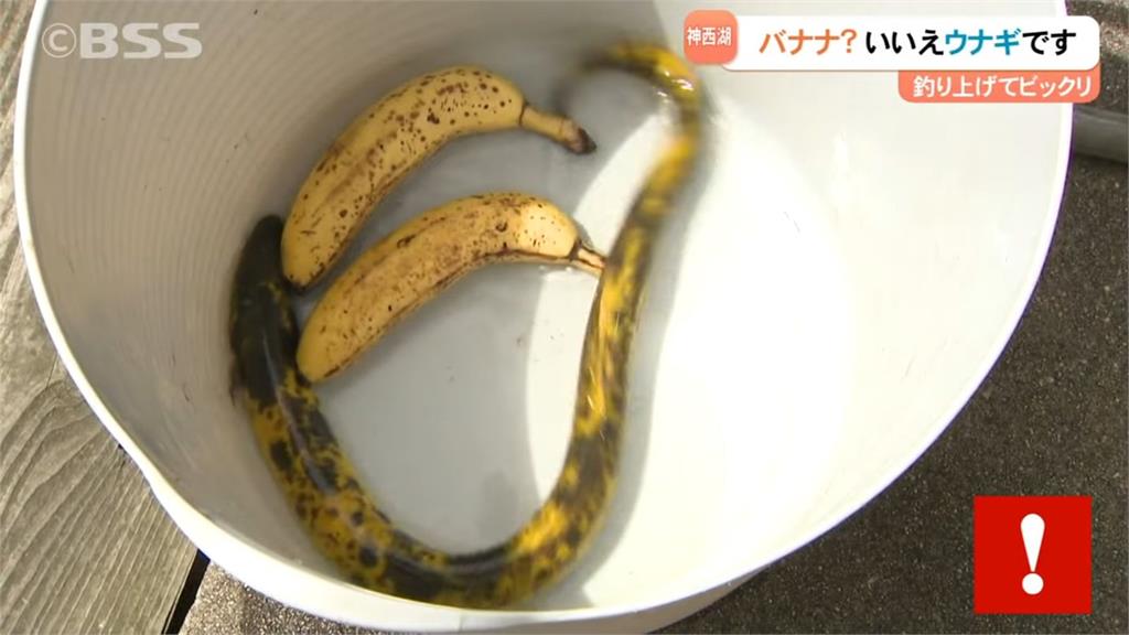 機率十萬分之一！他釣到80公分巨形鰻魚　網驚呆：是香蕉