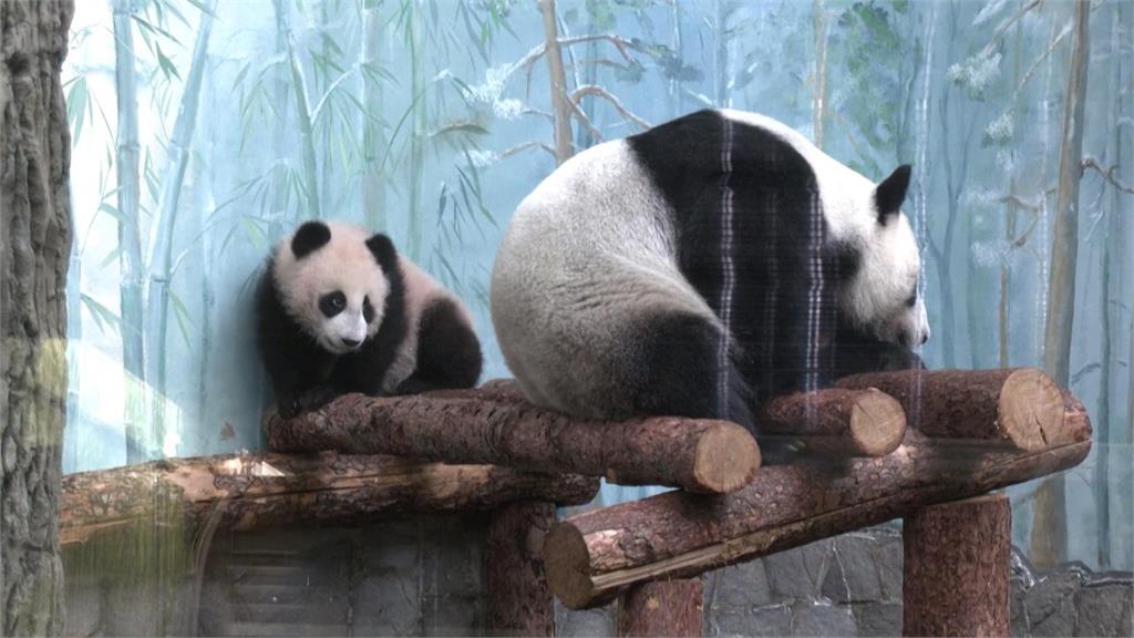 俄羅斯誕生第一隻貓熊寶寶！　莫斯科動物園湧現爭睹人潮