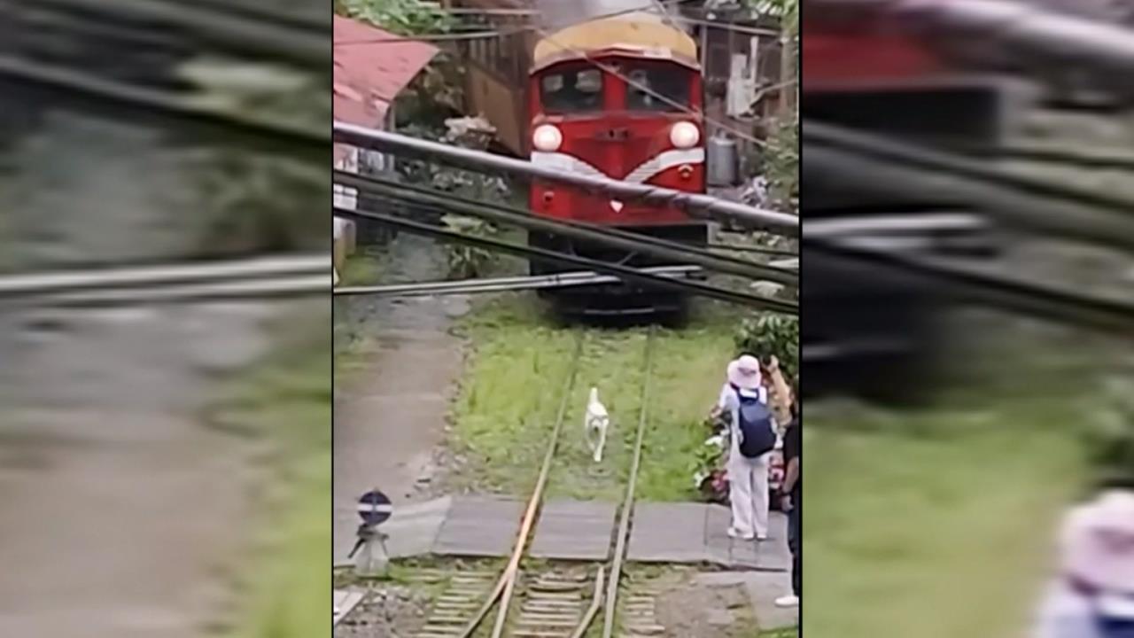 「好狗不擋路」但會擋火車？　小白狗闖阿里山鐵道　鳴笛也不理只顧散步