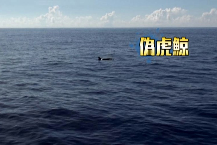 偽虎鯨出沒東海岸 罕見「發聲」研究團隊好驚喜