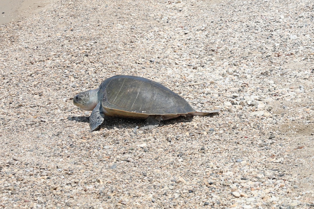 第118隻海龜回家了 海巡署是海洋守護生命的第一道防線