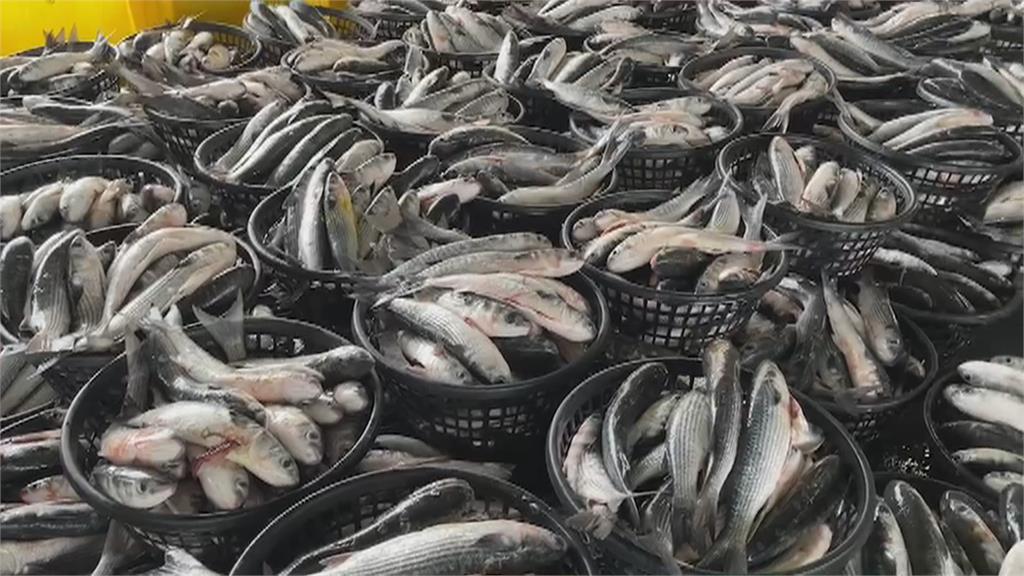 農委會推「卸魚申報制度」　舉辦「表揚頒獎典禮」盼漁民響應