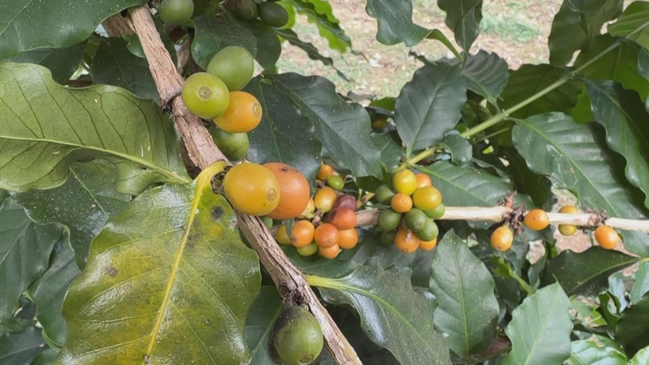 千坪咖啡園！　暨南大學種千棵咖啡樹　開設一條龍課程