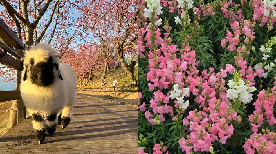 春季旅遊怎麼玩?踏青、環島、賞花 十大人氣活動超夯推薦