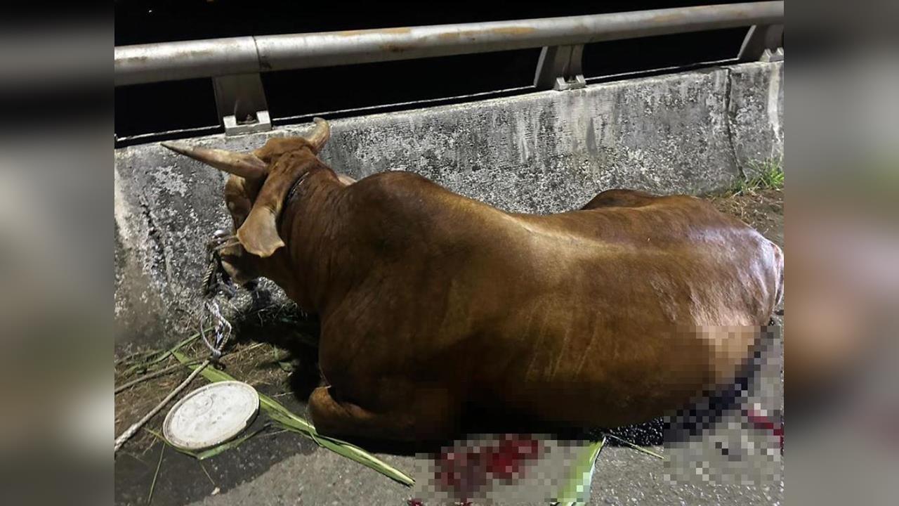 快新聞 / 埔里受傷黃牛有家了! 善心人士購買移往他處