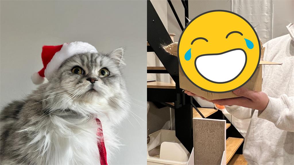 貓咪有軟骨功？鑽進超小紙箱「只剩1顆頭」飼主看傻：真的是液體