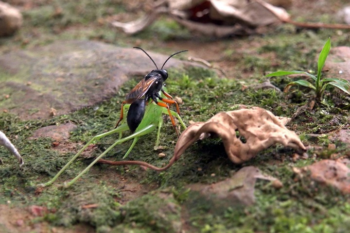 自然界生物演化 狩獵蜂精準狩獵技巧
