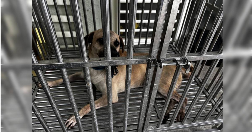 基隆郵差送信遭家犬「咬斷手指」　中華郵政回應了