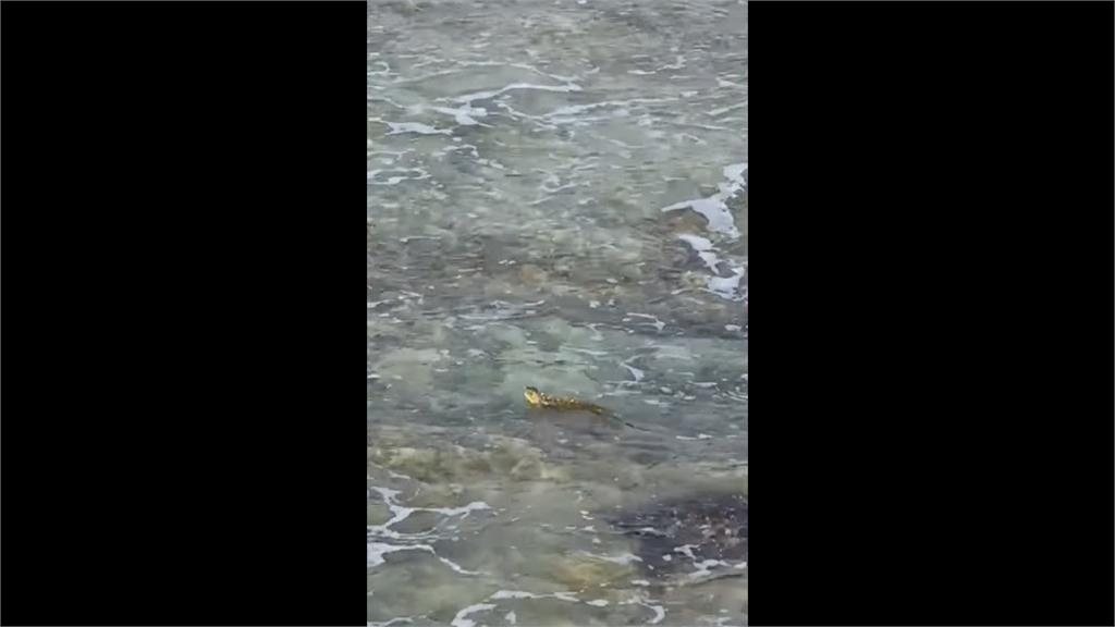 綠鬣蜥肆虐 泳渡小琉球嚇壞民眾