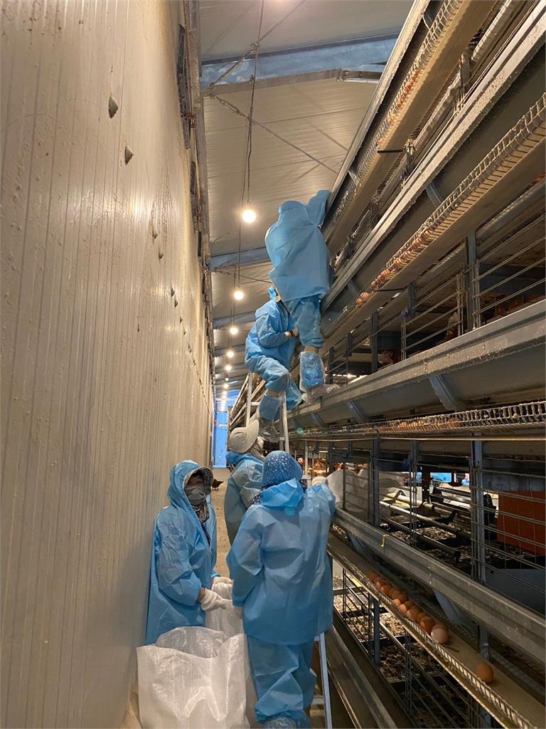 雲林蛋雞場啟用半年爆出H5N1禽流感　撲殺1.5萬隻雞