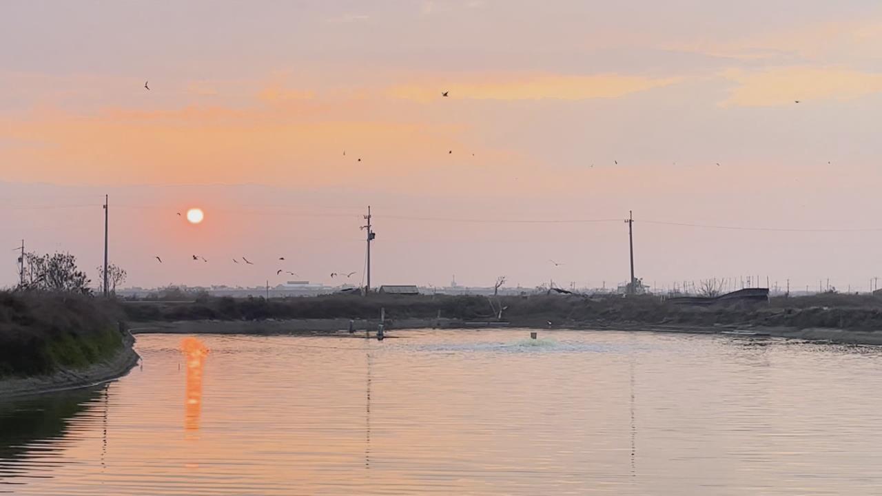 魚塭抽水換池成"候鳥Buffet" 上千鳥群擠魚塭享用大餐