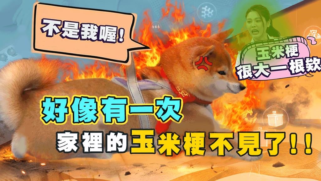 Nia《醫學大聯盟》貪吃柴犬誤吞玉米梗險送命！連環嘔吐竟是腸道阻塞！