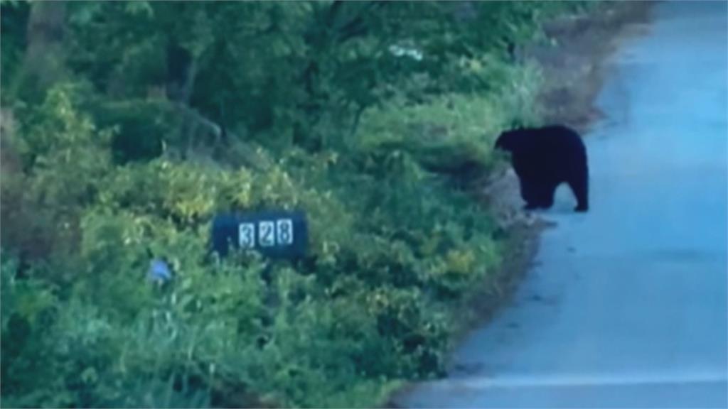 熊出沒注意！　美賓州直擊「黑熊闖入院子」　專家：黑熊活動量達高峰