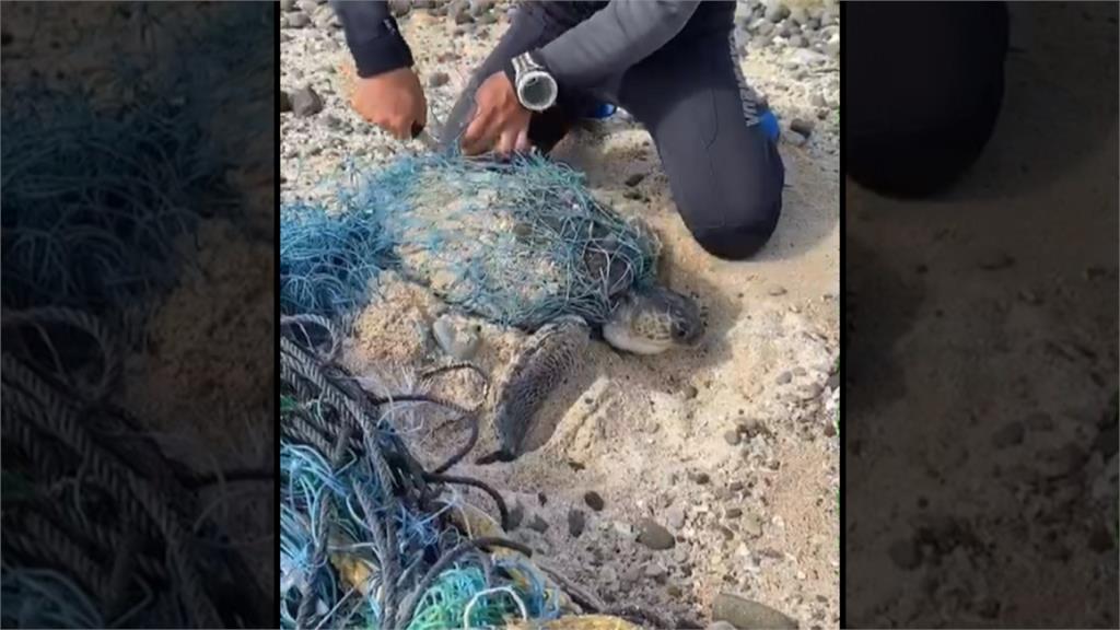 千鈞一髮！民眾發現瀕危欖蠵龜纏滿漁網 將送回台灣本島照料