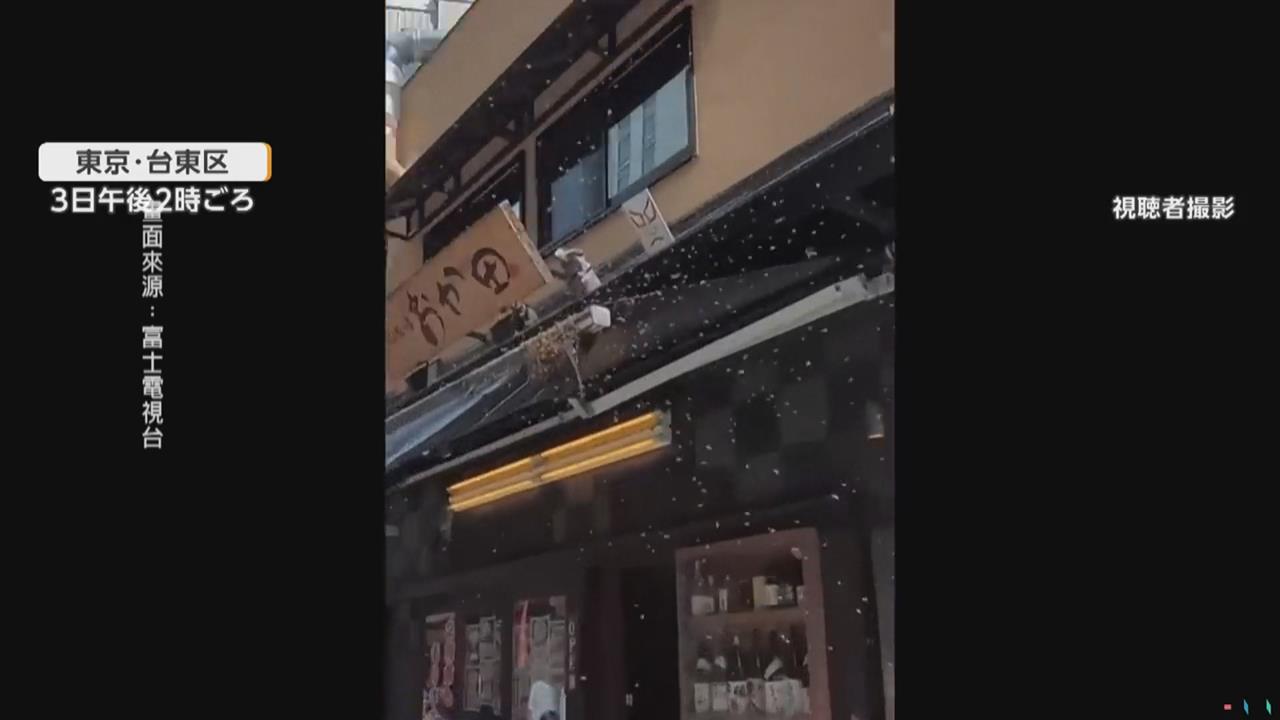 一片黑壓壓！日本淺草商店街遭「蜂」殺　春季「分蜂」現象特有奇景