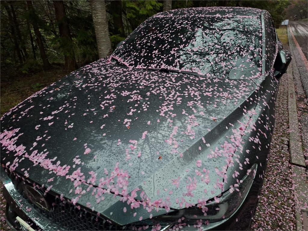 快新聞／武陵農場內不只有粉色地毯　浪漫「櫻花毛毯」覆蓋車上！
