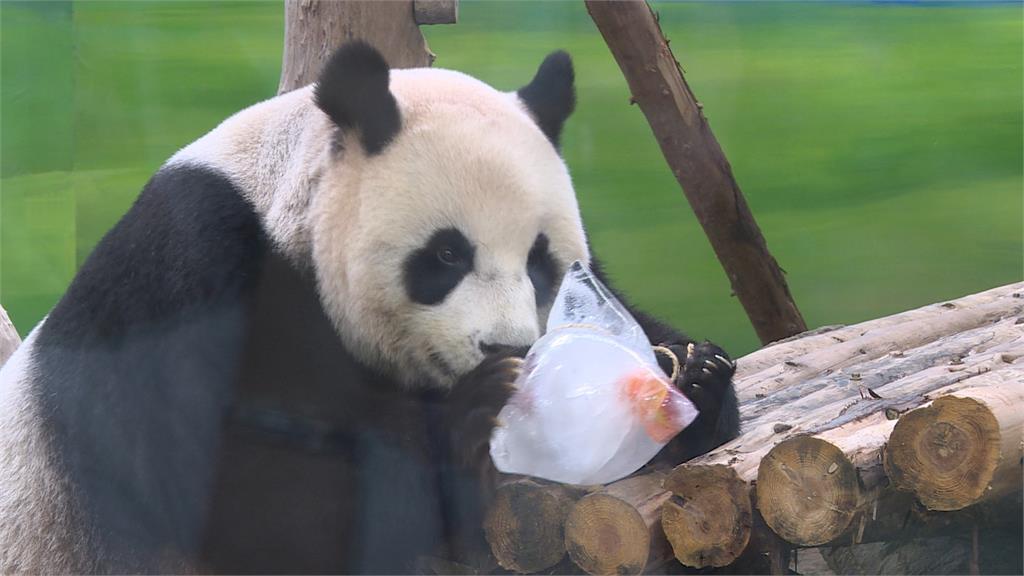  「圓圓」端午吃冰粽消暑 北市動物園6/20~6/30閉園 