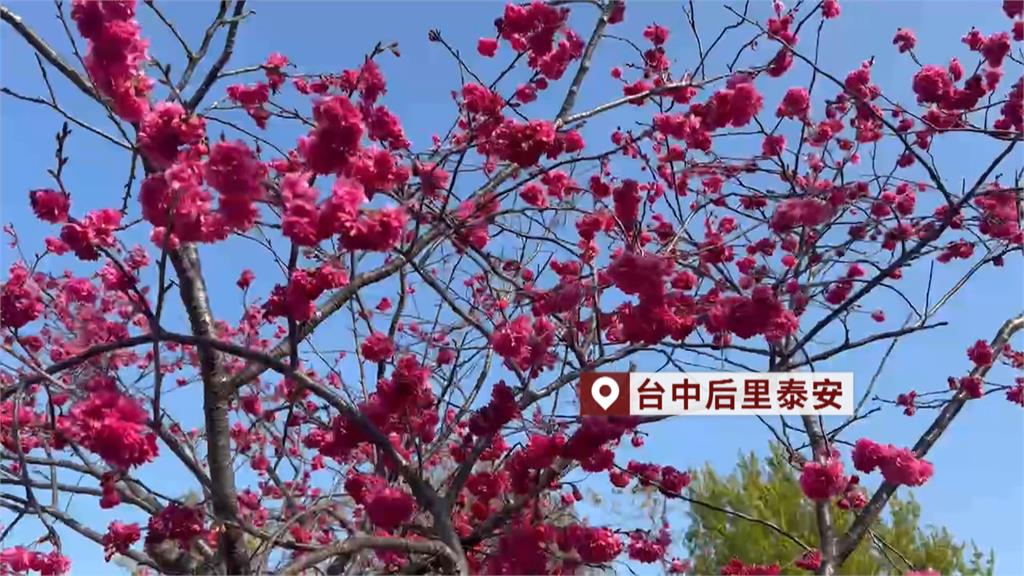 直擊台中、南投櫻花季！　「極致花海」已接近滿開