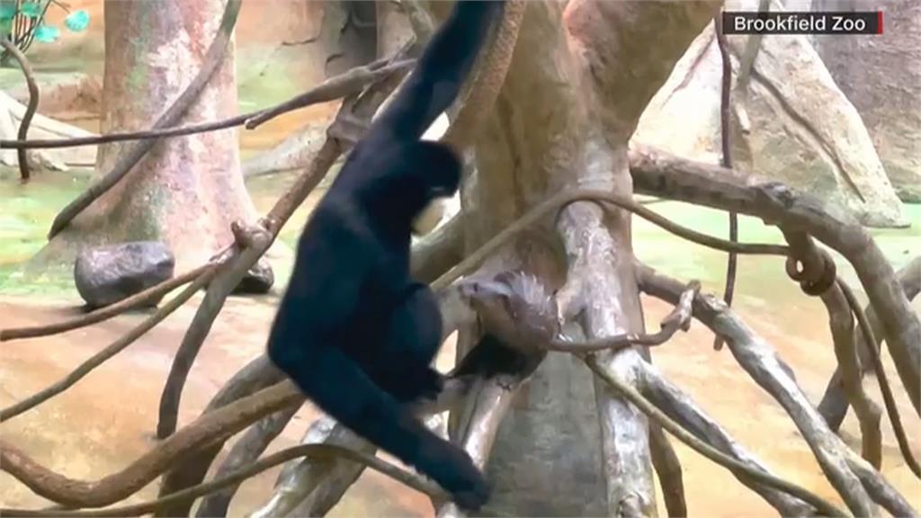 動物園跨物種友情　小水獺互動長臂猿畫面超萌