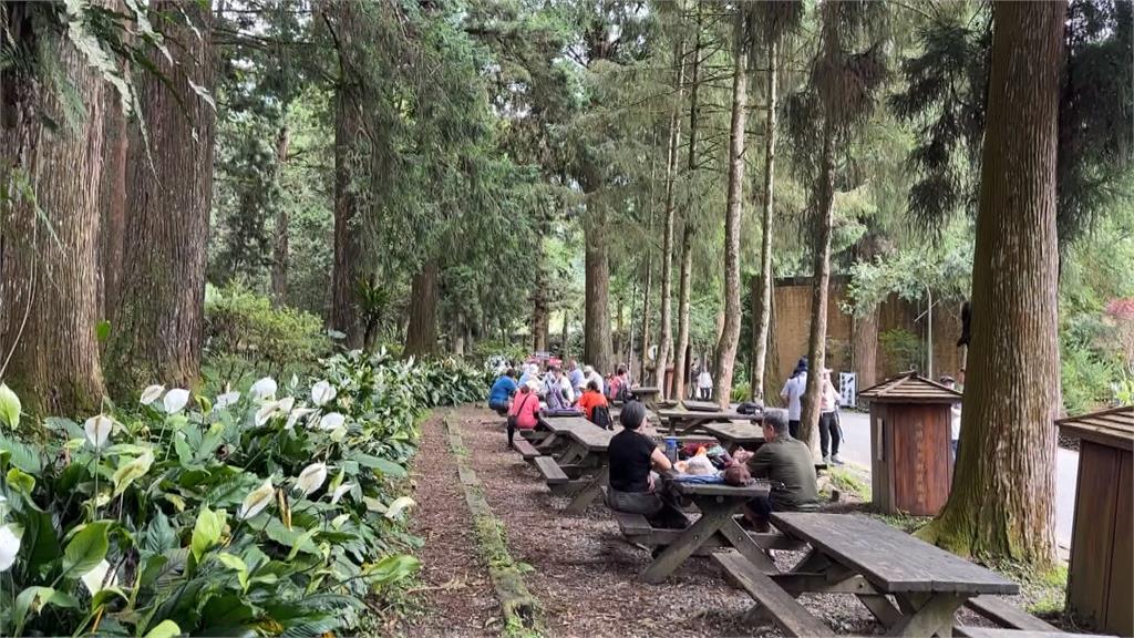 山上體感溫度直降5度　遊客衝南投溪頭　踏青消暑