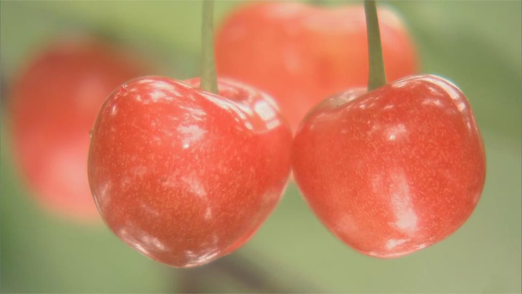 天價水果拍賣！　青森櫻桃「朱諾之心」1顆3萬　蜜柑「小原紅早生」1盒25萬