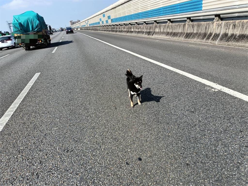 淘氣黑色柴犬大鬧國道2號　和警方玩老鷹抓小雞