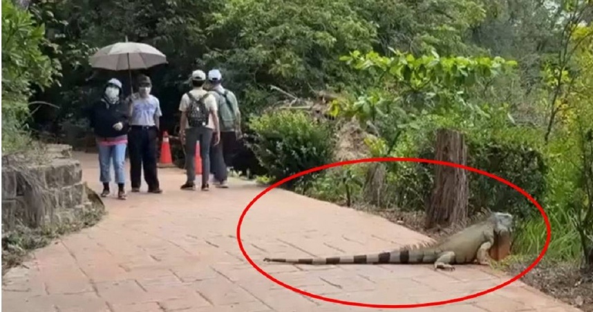 高雄澄清湖現1.7m綠鬣蜥！路人驚嚇險跌　農業局加強巡查捕捉