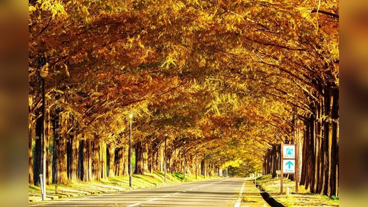 日本將入冬遊客爭睹銀杏　動物園水豚泡湯「萌樣」迷倒遊客