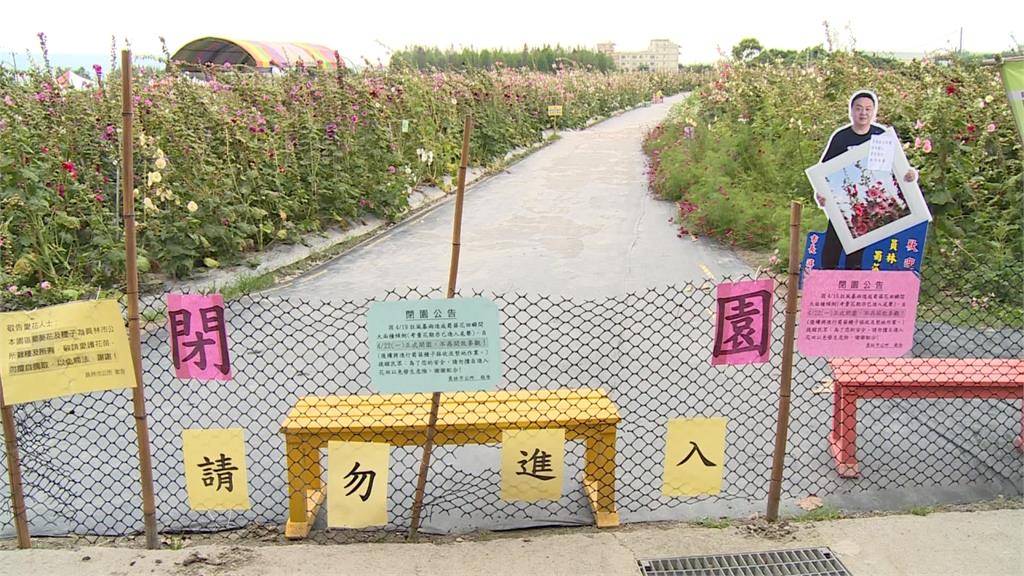 狂風暴雨侵襲！彰化蜀葵花倒九成提早休園