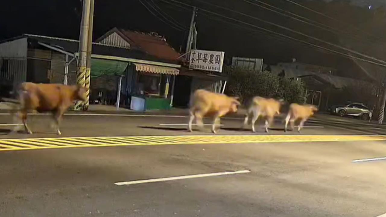 吃完草莓葉Buffet又到馬路上夜遊　牛群被車撞上