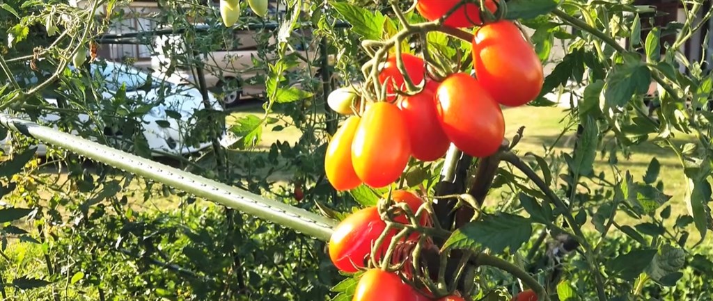 日本首例基因編輯食品上市　小番茄1斤近400元含降血壓成分