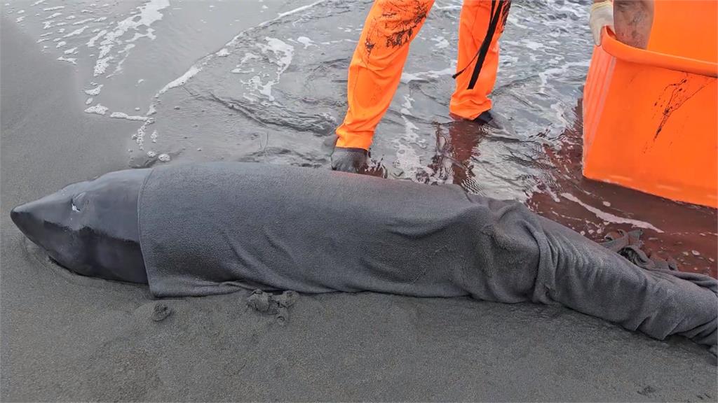 研判遭達摩鯊攻擊　2幼小抹香鯨擱淺外澳沙灘「一死一傷」