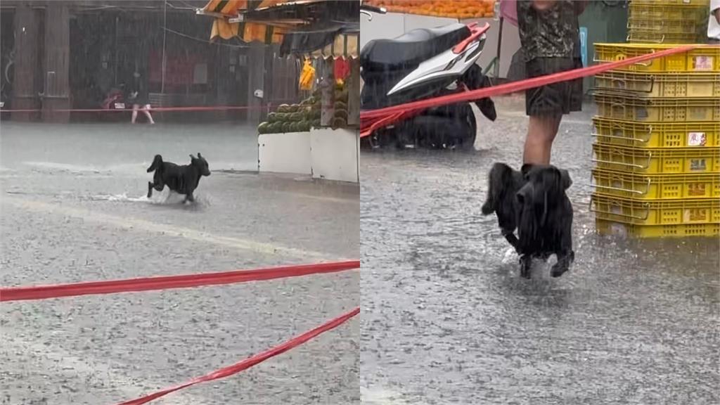 嘉義朴子炸雨彈「街道成河淹腳踝」！黑皮狗「奔跑狂歡25秒」吸百萬人朝聖
