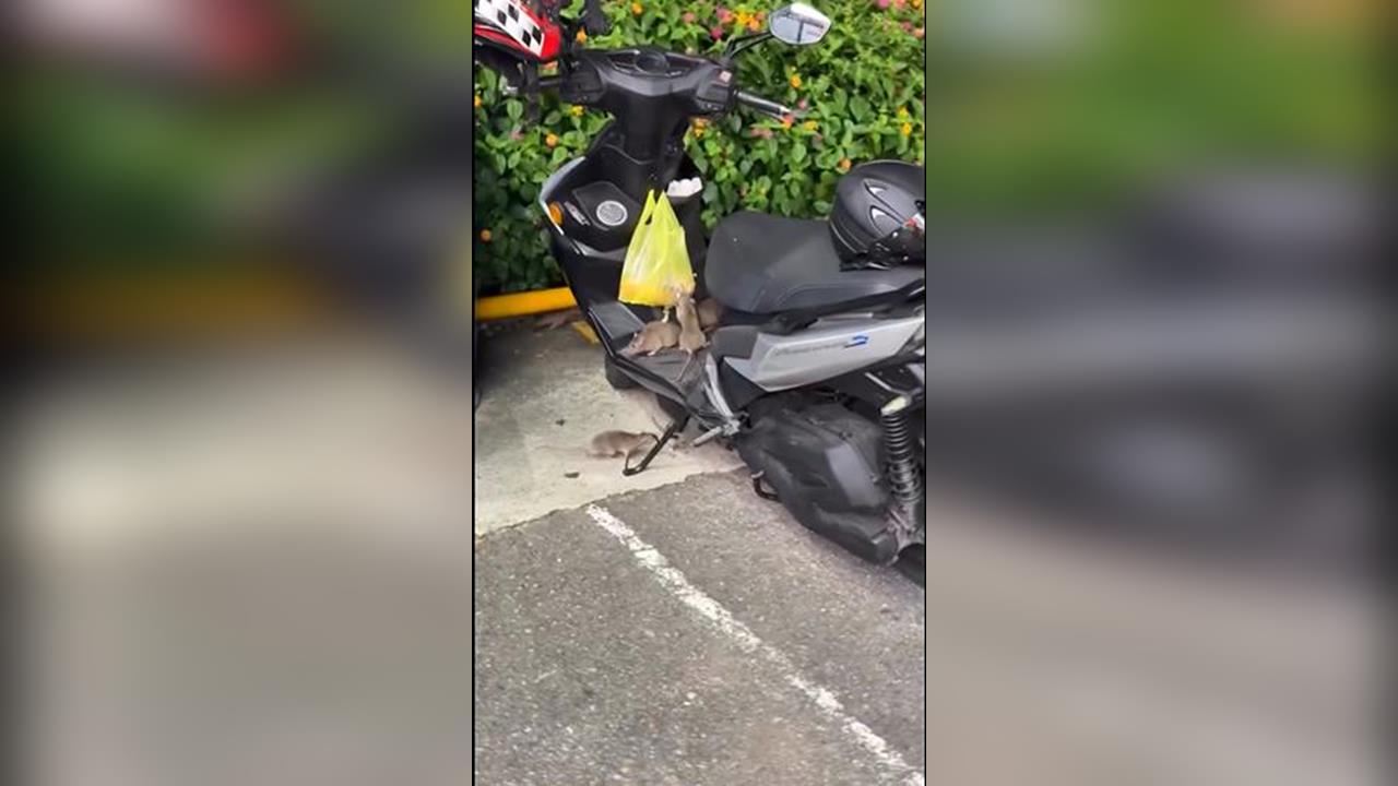 台中"老鼠家族出沒"影片曝光! 網友質疑AI合成造假